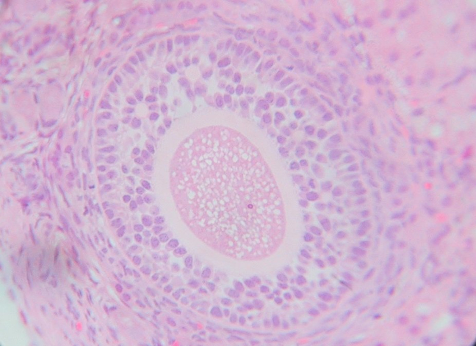 Atlas de histologia